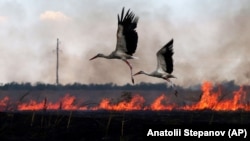 Rode lete iznad zapaljenog polja usjeva u Mikolajivskoj oblasti na prvoj liniji fronta, juli 2023.