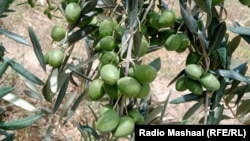 د بوري د زيتونو معیار په پاکستان کې بې ساری بلل شوی دی