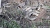 Image result for ніжин