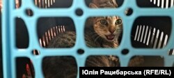 Переселенці з домашніми тваринами теж належать до менш захищених категорій