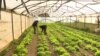 Experimental garden, work therapy for persons with disabilities, Bar, Montenegro - screenshot 2