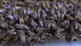 Bee World Day