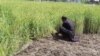 بارانونو د غنمو فصل اغېزمن کړی