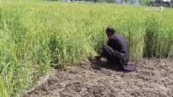 بارانونو د غنمو فصل اغېزمن کړی