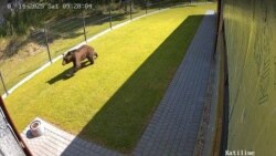 По Вильнюсу все выходные бродил бурый медведь: как это было
