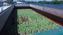 Баржа з кавунами вирушила з Херсонщини до Києва (відео)