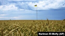 Пшеничне поле на околиці Києва, 29 червня 2022 рок