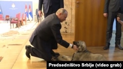 Vladimir Putin sa štenetom šarplaninca koje je dobio na poklon od Vučića