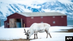 Северный олень на архипелаге Svalbard в Норвегии.