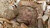 Shrouded In Mystery: Mummified Body Could Be That Of Iran's Reza Shah