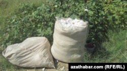 Turkmenistan. Bag of cotton
