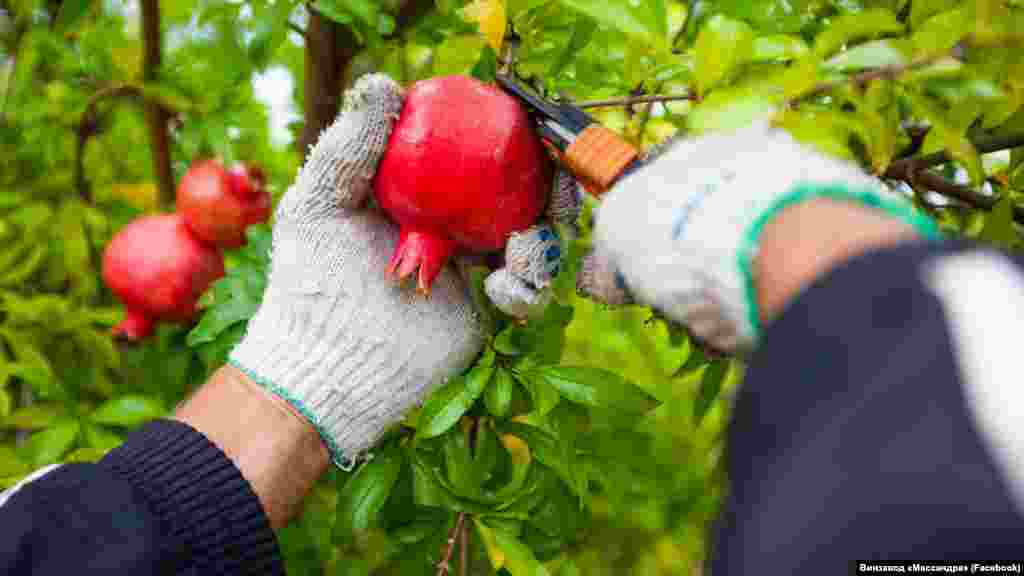 Робочий збирає урожай граната в садах «Масандри» в Кореїзі Фото: 2019 рік