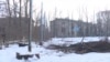 Шаар тургундары бактарды кыюуга каршы