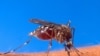 په خیبر پښتونخوا کې ۶۶ کسان ډینګي ناروغۍ نیولي: ډاکټر رحمان