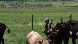 «Повзуча окупація» в Південній Осетії: восьма річниця (відео)