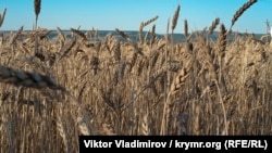 Illýustrasiýa suraty. Bugdaý.