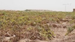 د بلوچستان پالېزونو ته زیان ولې رسېدلی دی؟